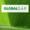 Global Gap Citrus Icon